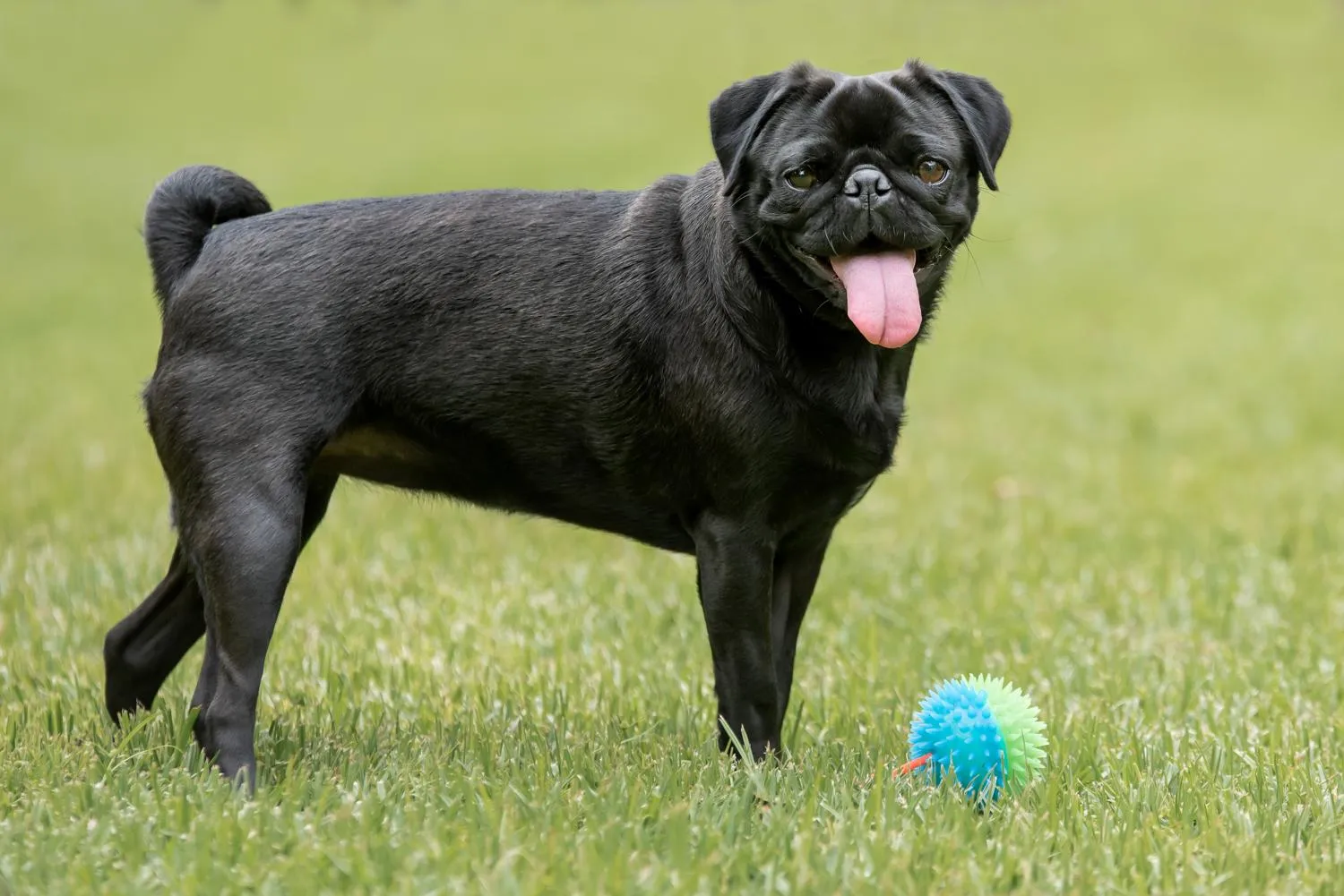 Ein verspielter schwarzer Mops Welpe apportiert einen Ball im Garten