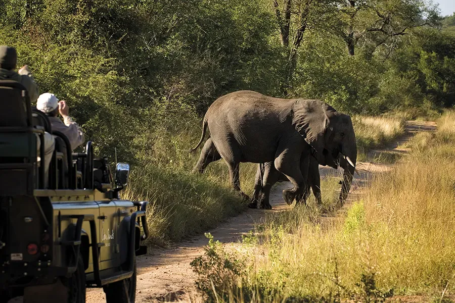 Ein Wildtierfahrzeug auf einer Straße im Krüger-Nationalpark, vor dem ein Elefant kreuzt