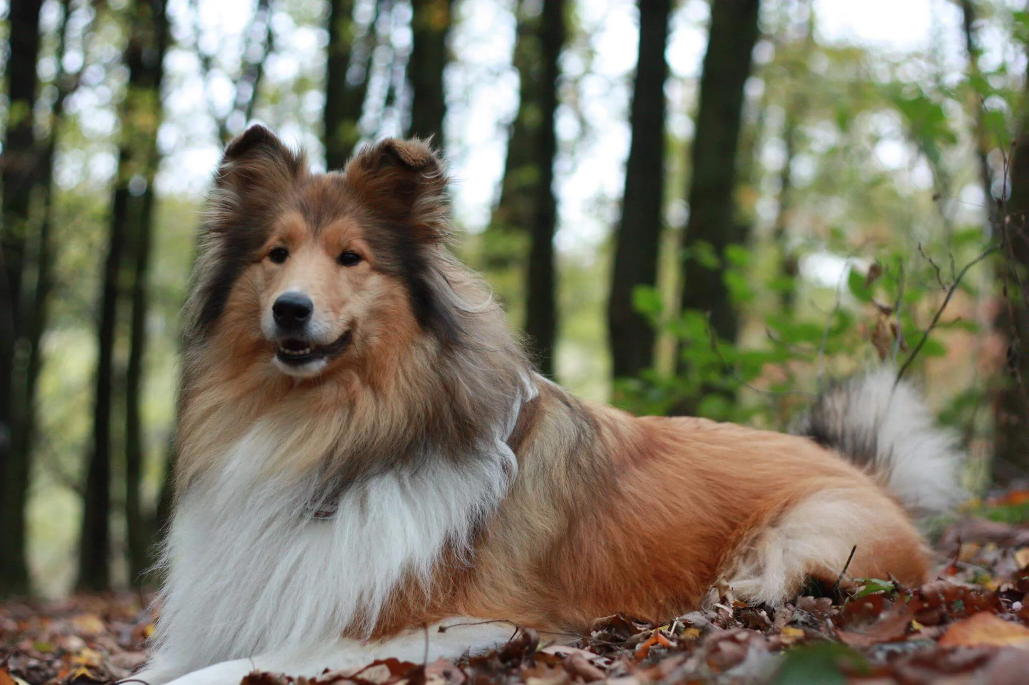 Ein wunderschöner Langhaarcollie blickt aufmerksam in die Ferne, seine elegante Erscheinung und sanfte Art betonen.