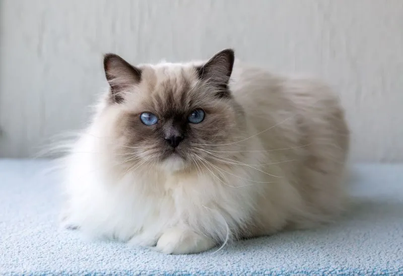 Ein wunderschöner Ragdoll-Kater mit typischen blauen Augen und Point-Färbung, der entspannt auf einem Teppich liegt.