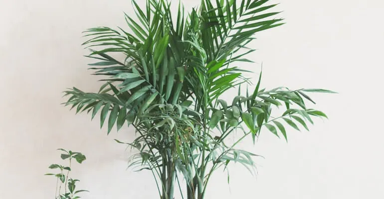 Eine Areca-Palme mit feinen, gefiederten Wedeln in einem hellen Raum.