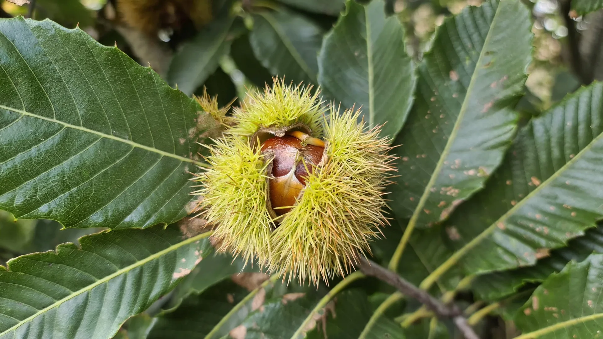 Eine aufgebrochene Esskastanie zeigt ihr nussiges Inneres, bereit für die Zubereitung als gesundes Superfood.