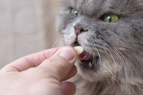 Eine Auswahl an veganen Futterzusätzen für Katzen