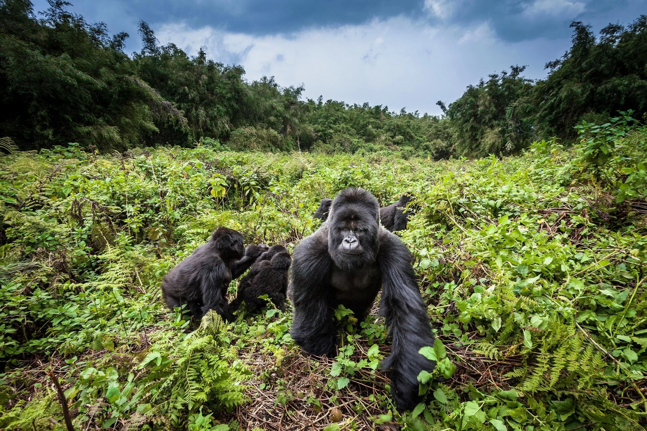 Eine Berggorilla-Familie im Vulkan-Nationalpark in Ruanda während der Trockenzeit