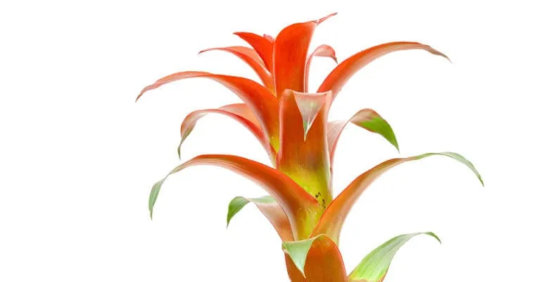 Eine bunte Bromelie mit ausgeprägter Blattrosette und einem Blütenstand.