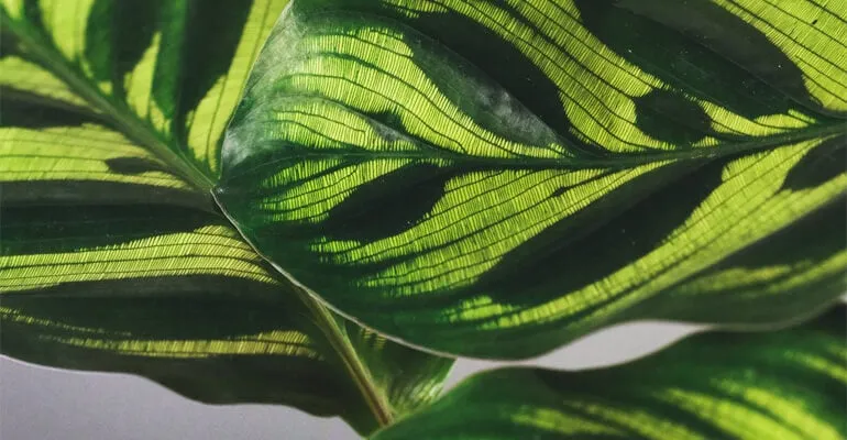 Eine Calathea-Pflanze mit gemusterten Blättern in einem modernen Innenraum.