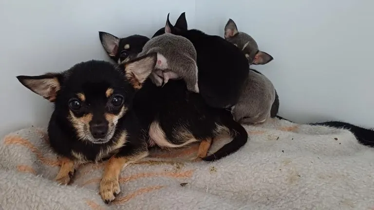 Eine Chihuahua-Dame und fünf Welpen auf einer Decke, die von der Hündin trotz fremder Herkunft gewärmt und beschützt wurden.