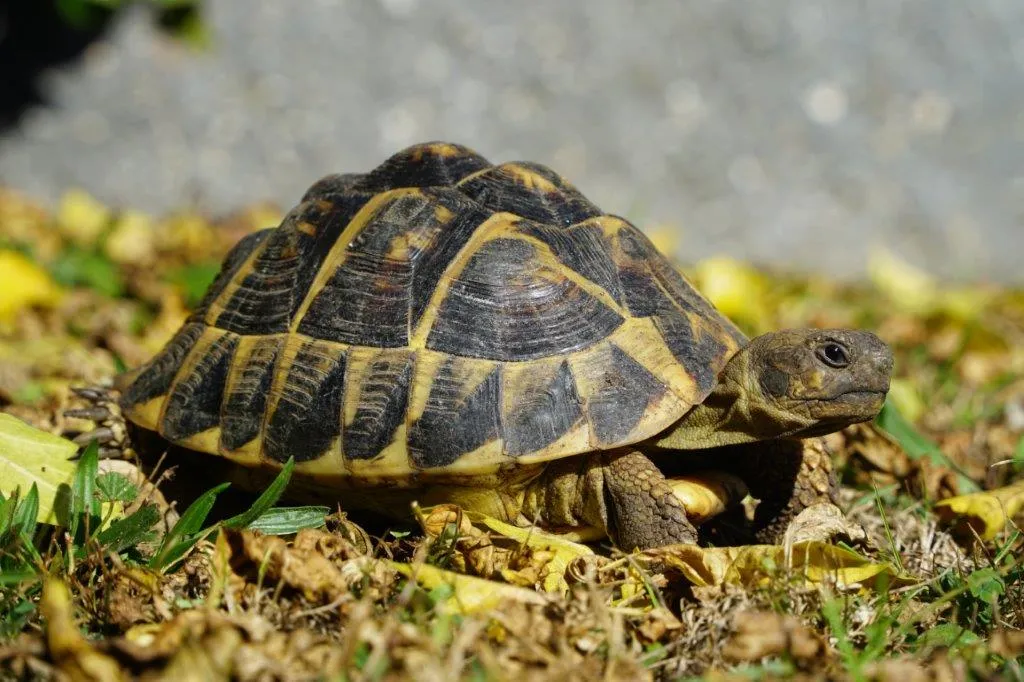 Eine Griechische Landschildkröte auf grünem Gras