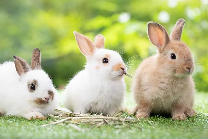 Eine Gruppe Kaninchen sitzt entspannt auf einer grünen Wiese.