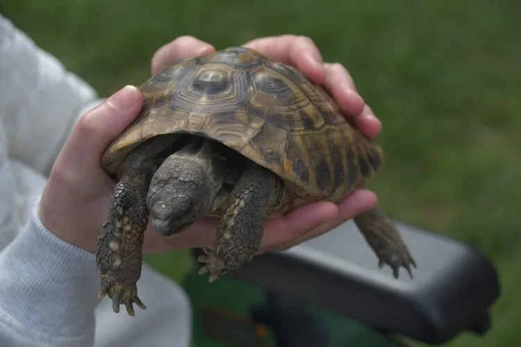 Eine Hand hält vorsichtig eine kleine Schildkröte
