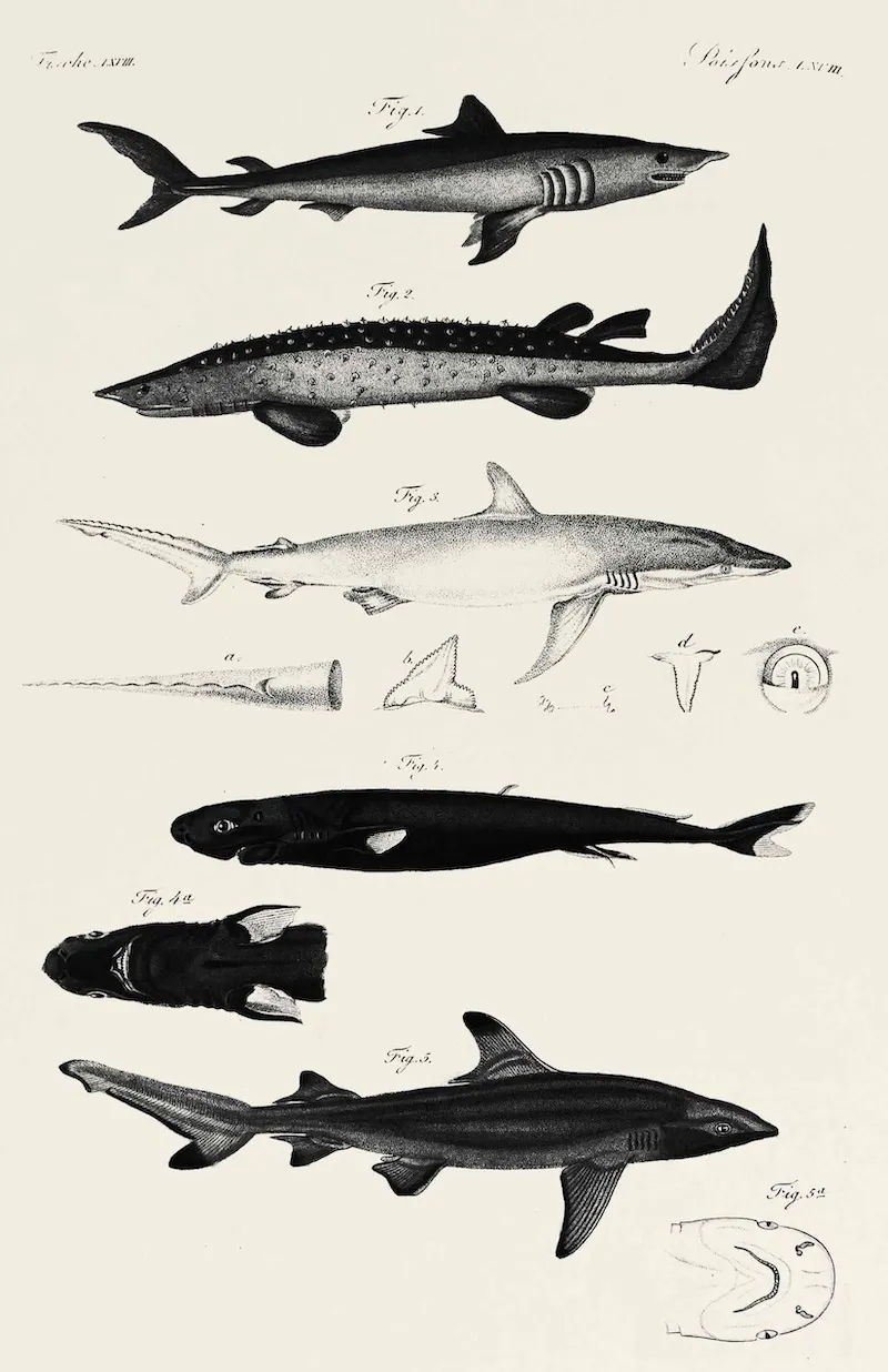 Eine Hand zeigt auf eine Illustration in A. Kendra Greenes Buch &quot;No Less Strange or Wonderful&quot;, welches die Interaktion von Text und Bild in der Buchgestaltung hervorhebt.