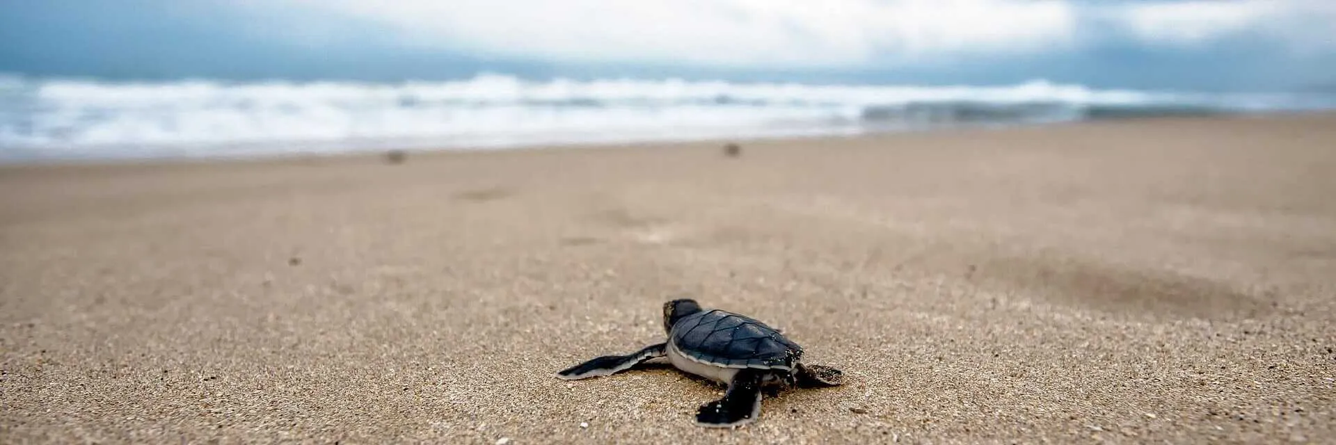 Eine Meeresschildkröte kriecht bei bewölktem Himmel über den Sandstrand auf den Kapverden