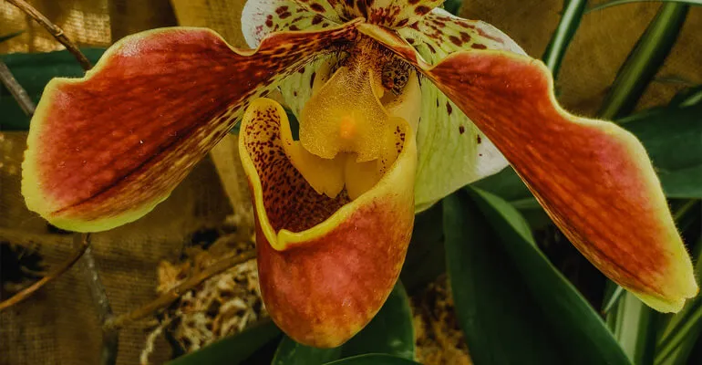 Eine Pantoffelblume mit charakteristischen, pantoffelartigen Blüten.