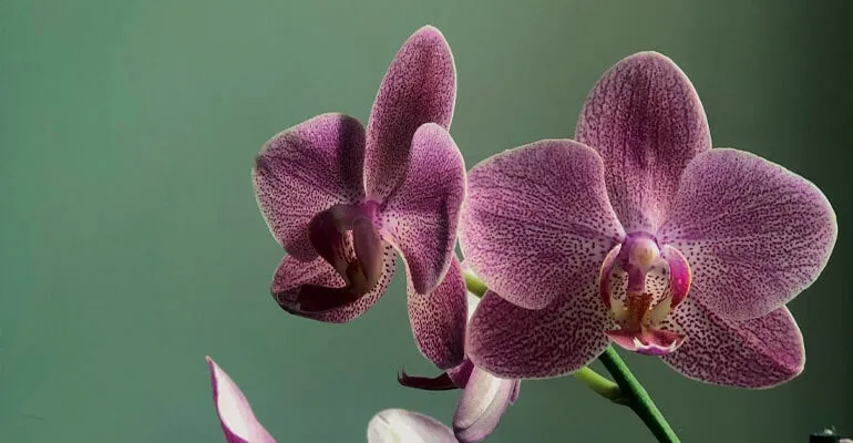 Eine Phalaenopsis-Orchidee mit zarten Blüten in einem Wohnzimmer.