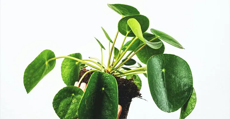 Eine Pilea Peperomioides mit runden, blattartigen Sprossen.