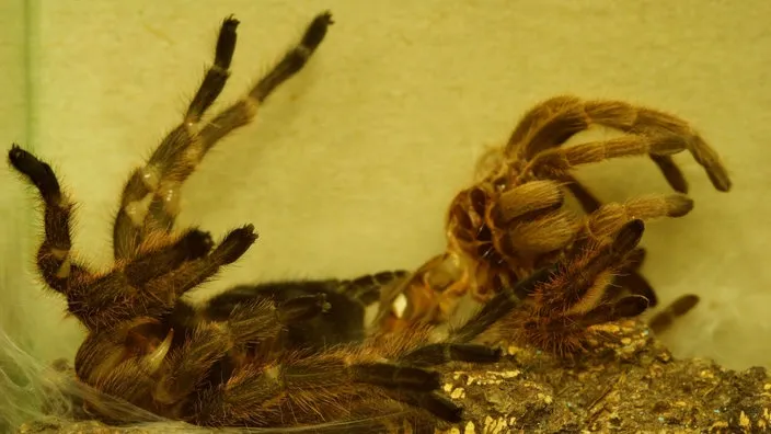 Eine Rote Chile-Vogelspinne ruht in ihrem Terrarium.