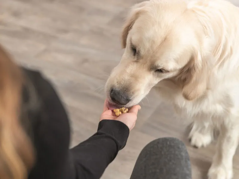 Eine Sammlung von selbstgemachten Hundekeksen in Knochen- und Herzform ist in einem offenen Glasgefäß arrangiert und bereit zur Aufbewahrung.