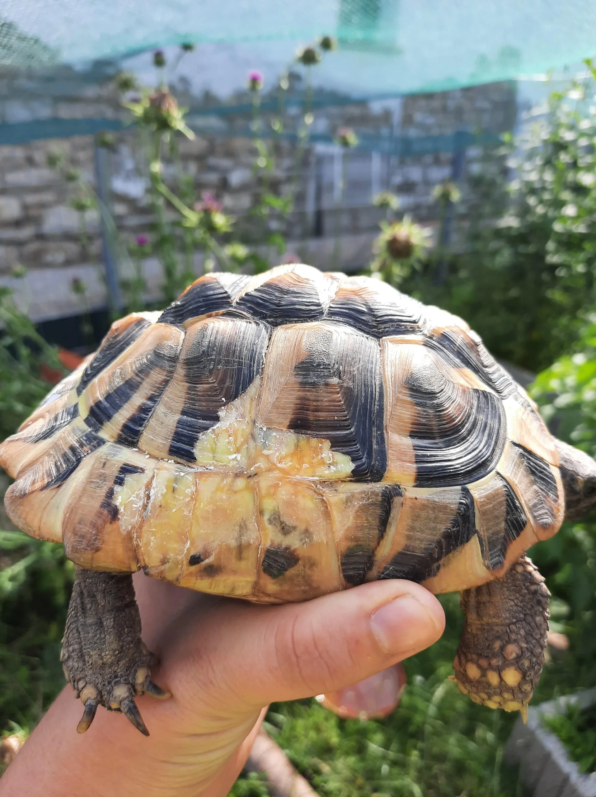 Eine Schildkröte mit sichtbaren Bissspuren