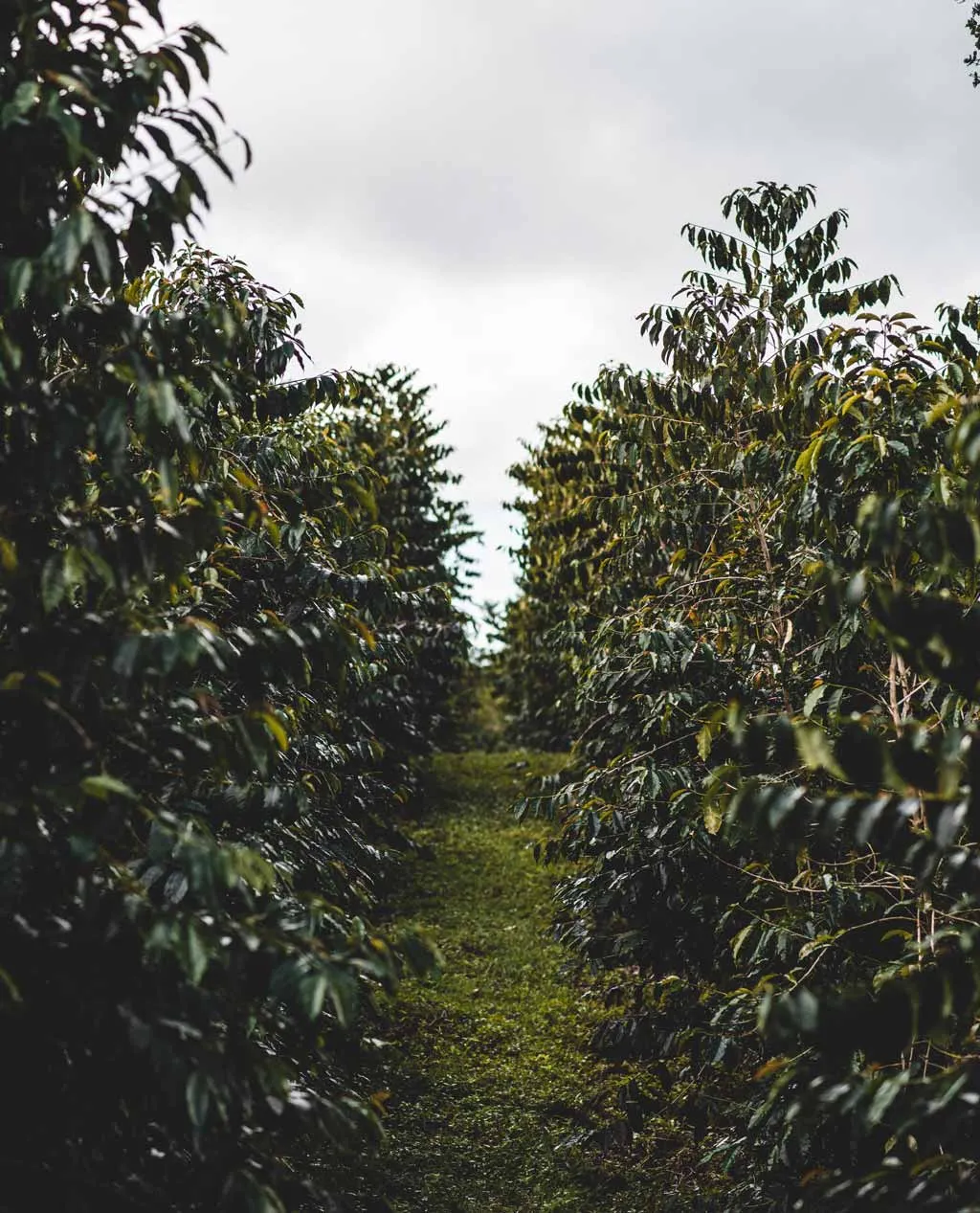 Eine üppige Kaffeeplantage auf Hawaii an einem sonnigen Hang mit Blick auf die Landschaft.