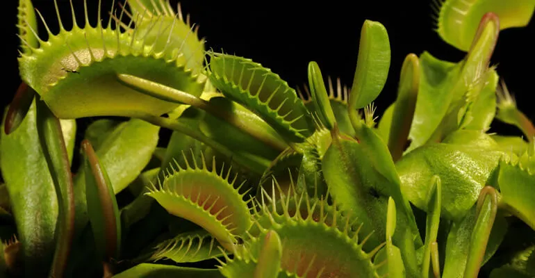 Eine Venusfliegenfalle mit geöffneten Fangblättern.