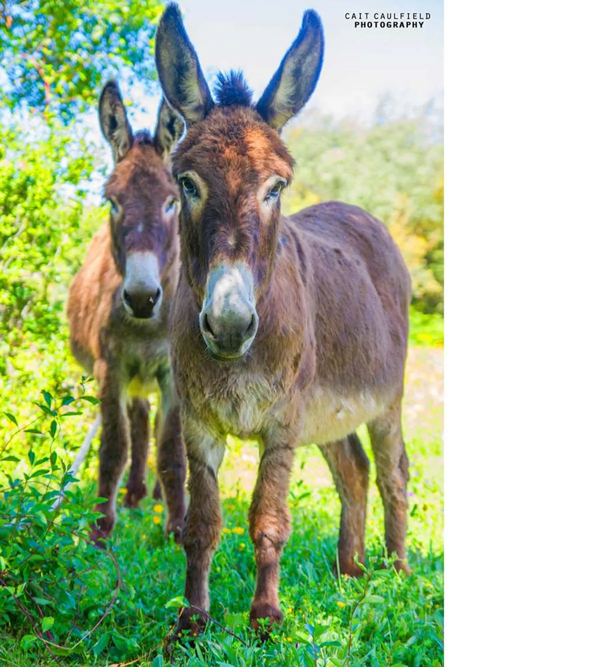 Esel Mel und Mila auf dem Weg entlang der Küste.