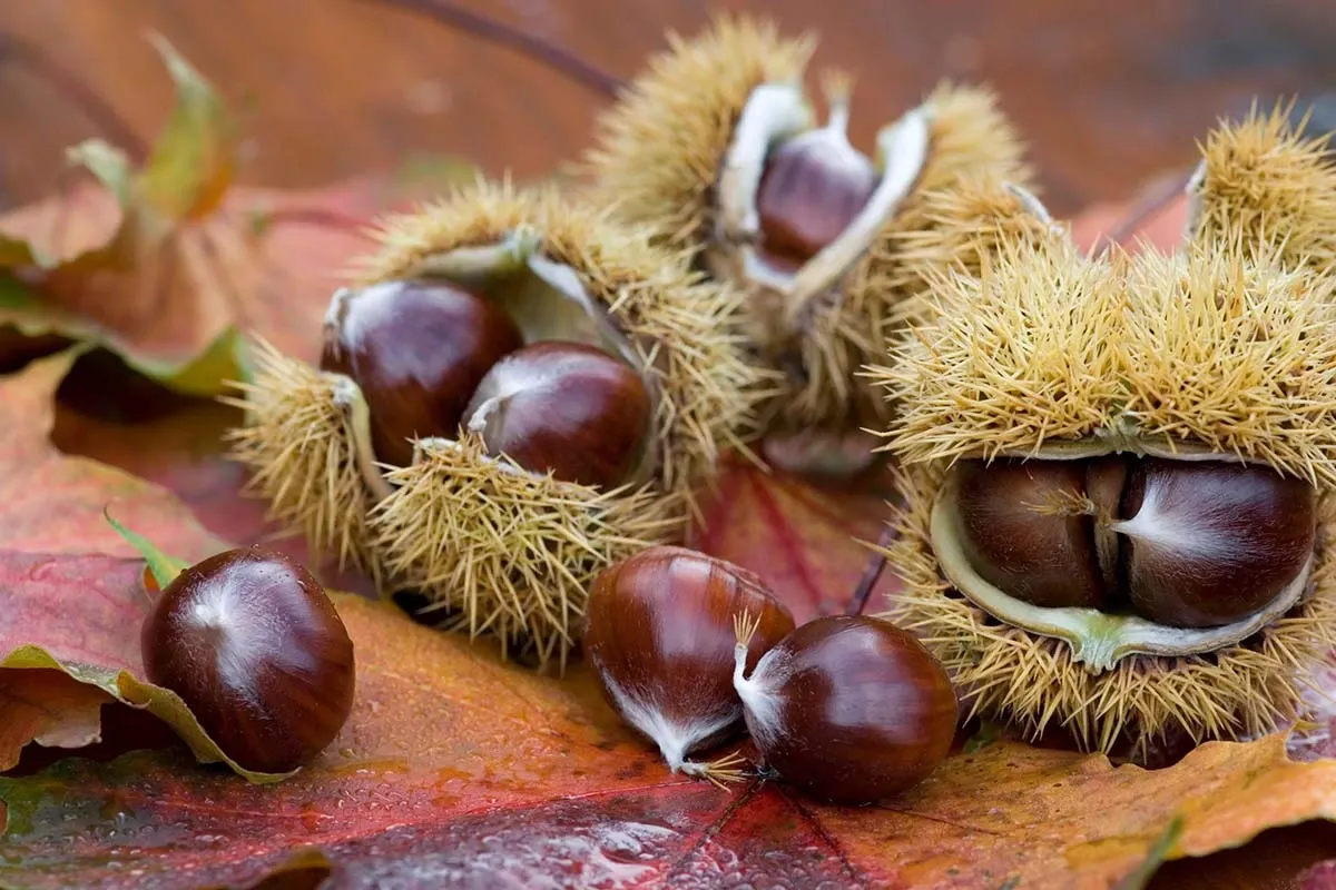 Frisch gefallene Esskastanien liegen auf herbstlichem Laub im Wald, bereit zum Sammeln und Kochen.