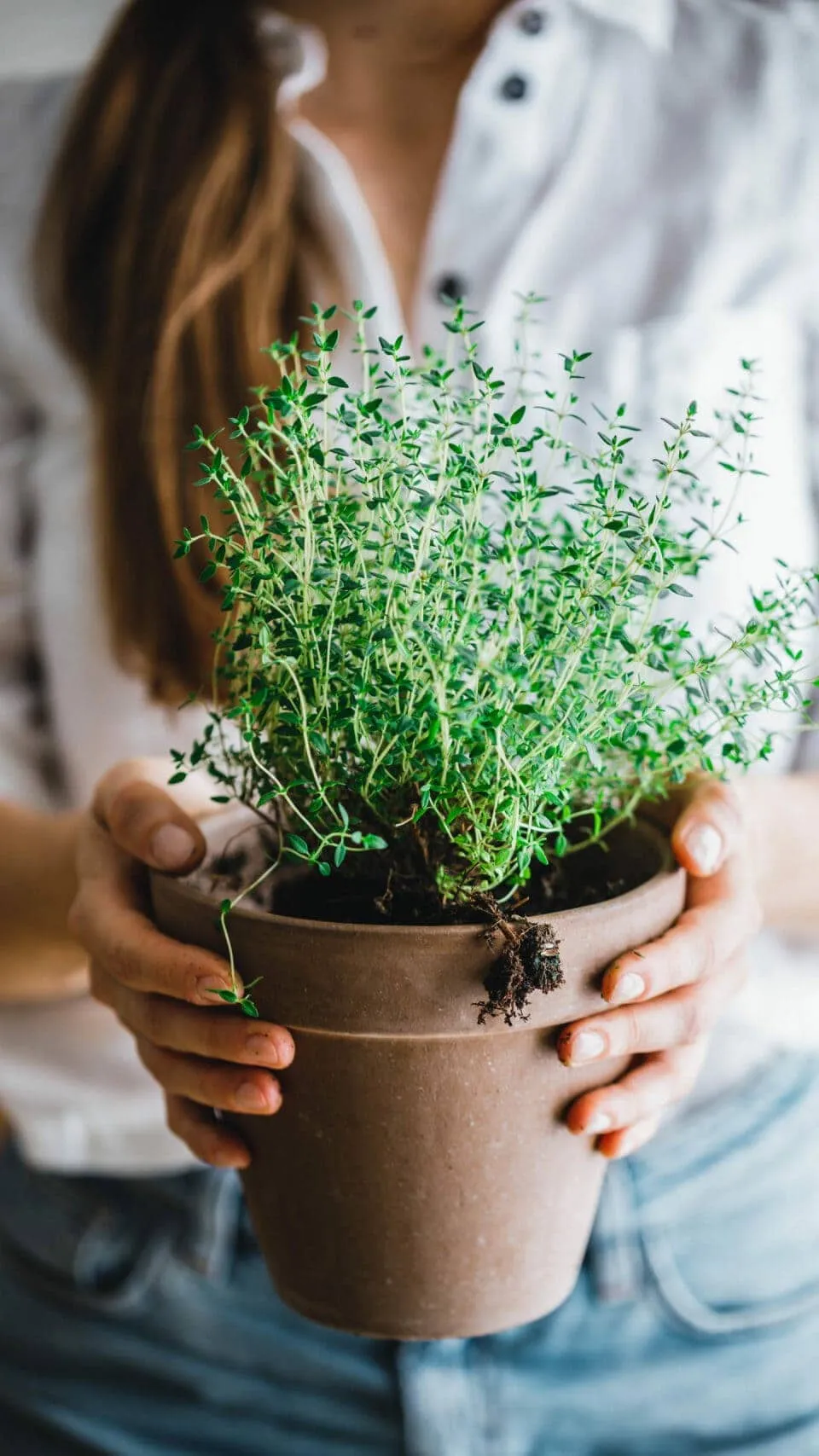 Frischer Thymian, bereit zur Verwendung in einem köstlichen One-Pot-Gericht
