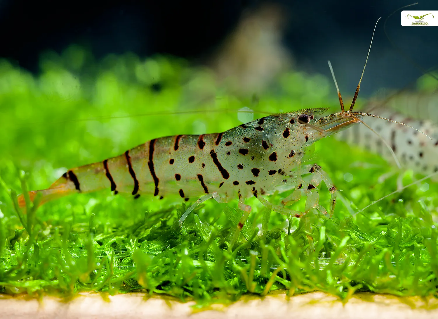 Galaxy Tiger Garnele