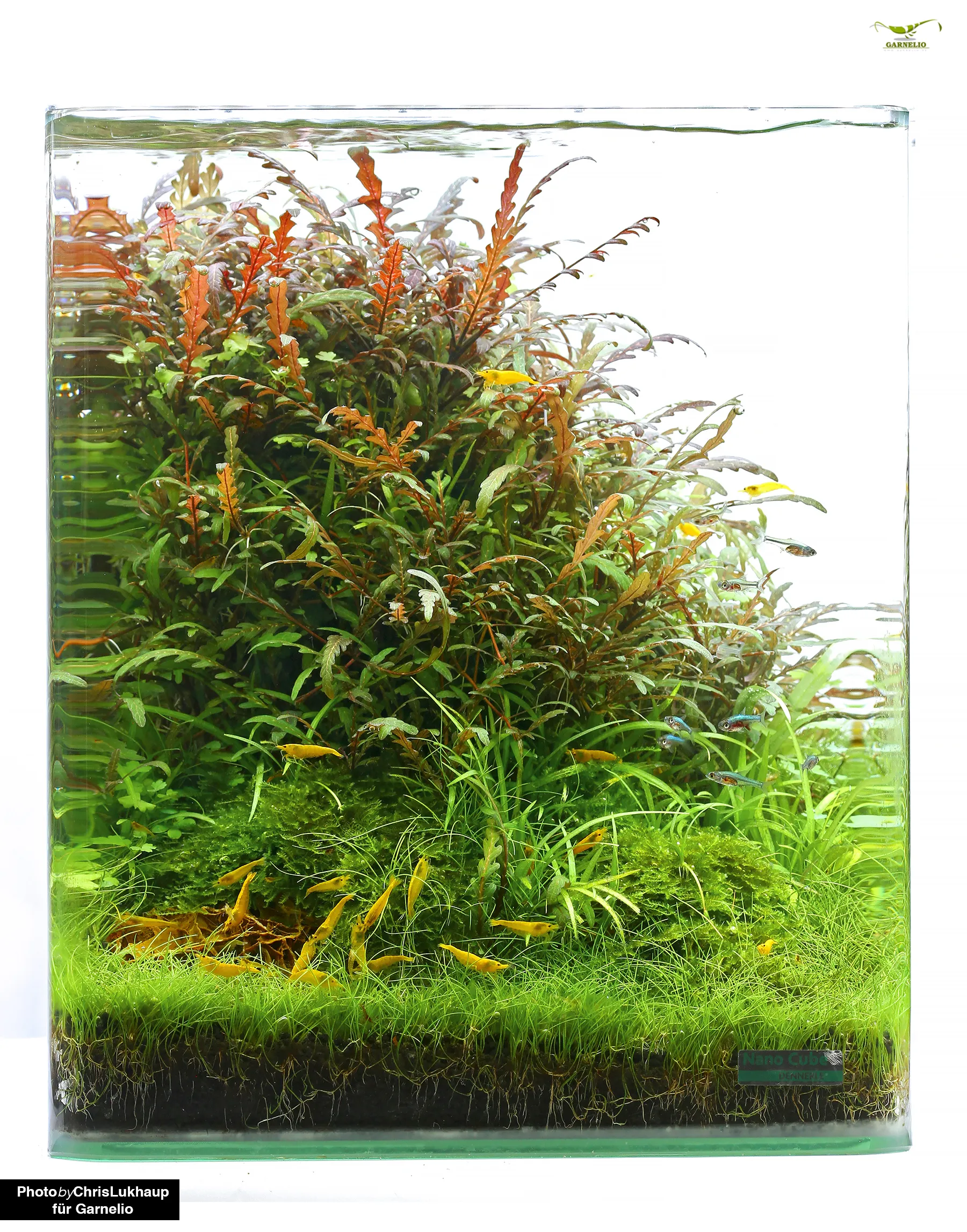 Garnelen im Nano-Cube