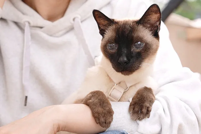 General the cat was under Greycoat Research