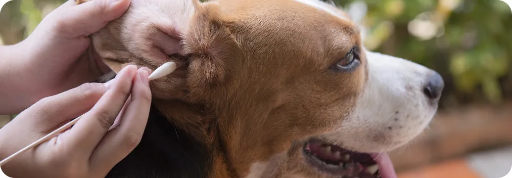 Gerötetes und entzündetes Ohr eines Hundes mit Ohrmilbenbefall