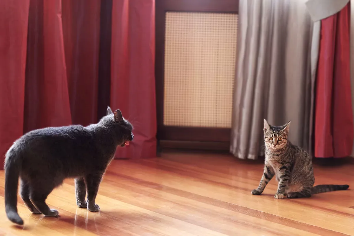 Gewöhnen Sie Ihre zwei Katzen langsam aneinander. Aller Anfang ist schwer.