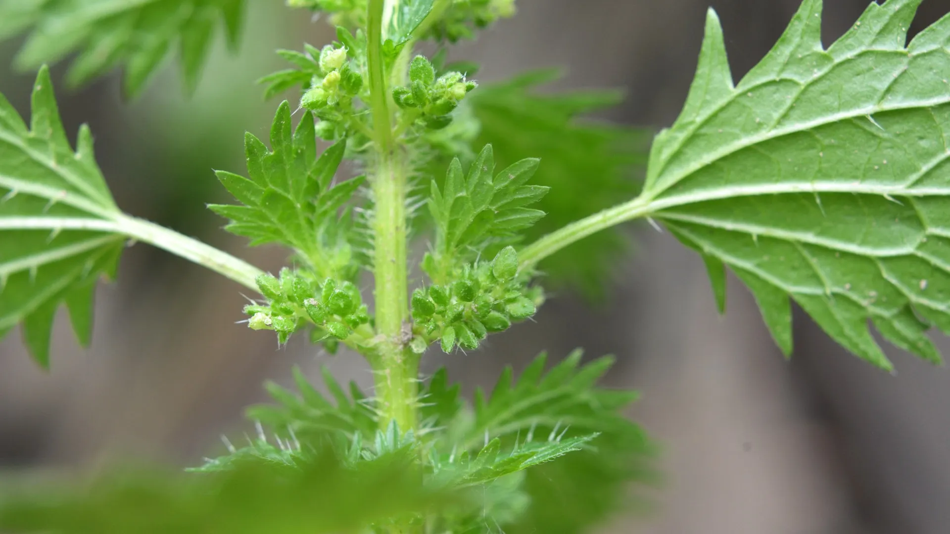 Grüne Brennnesselblätter mit gezackten Rändern und feinen Brennhaaren, die Hautreizungen verursachen können.