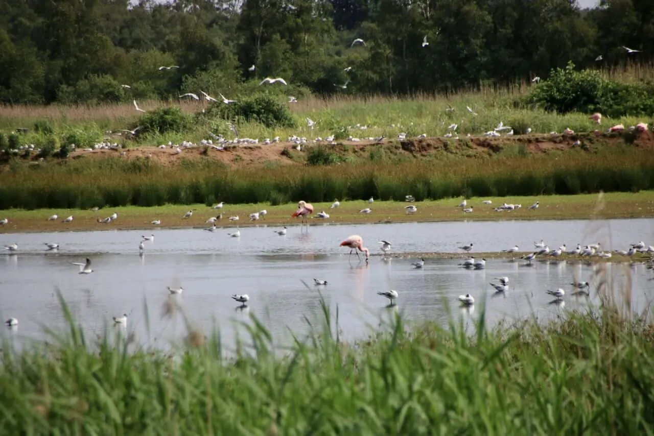 Gruppe von Flamingos steht in einem flachen Gewässer mit grüner Vegetation im Hintergrund