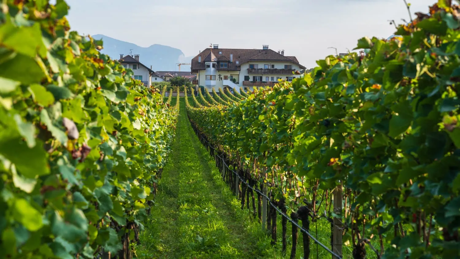 Herbstliche Stimmung im Weinberg in Eppan Südtirol