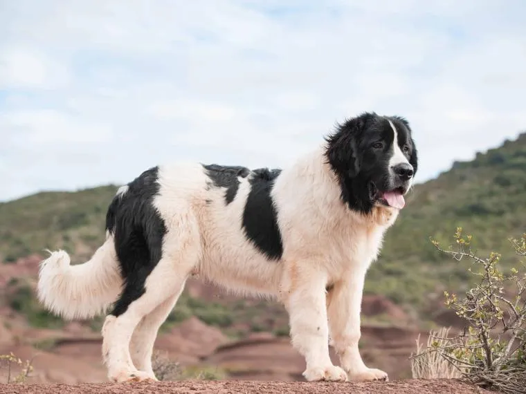 Historisches Gemälde eines schwarz-weißen Landseers, eine Szene am Wasser darstellend