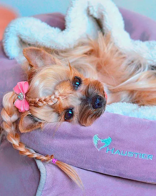 Hochwertiges, bequemes Hundebett mit weichem Kissen