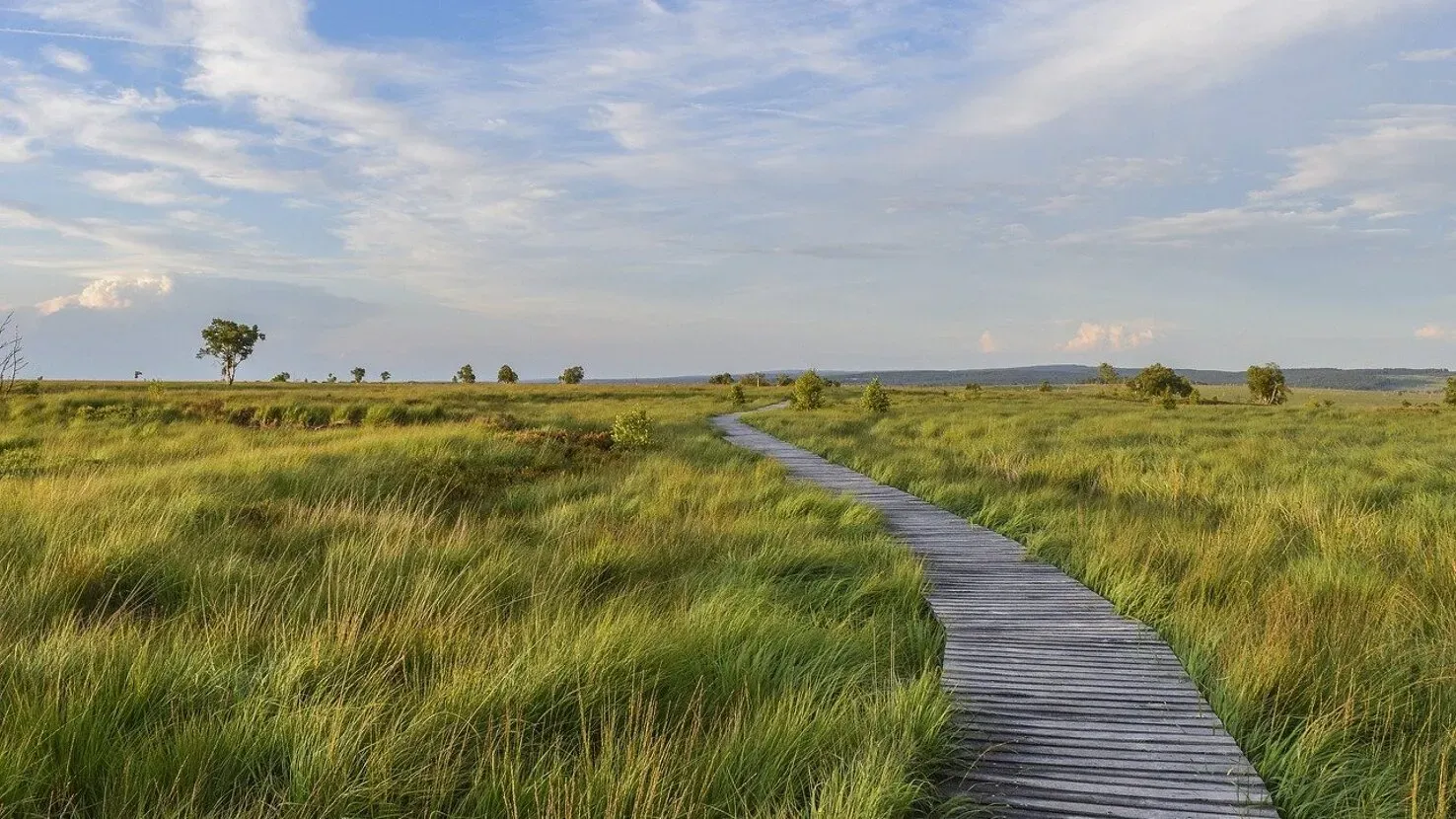 Holzsteg durch das Hochmoor Hohes Venn in der Eifel, Deutschland