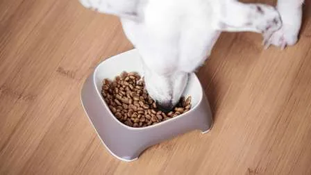 Hund frisst Trockenfutter. Stiftung Warentest prüfte auch Lidl Hundefutter.