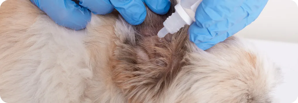 Hund mit Ohrenentzündung und Infektion durch Ohrmilben