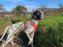 Hund schläft auf bequemer Hundecouch