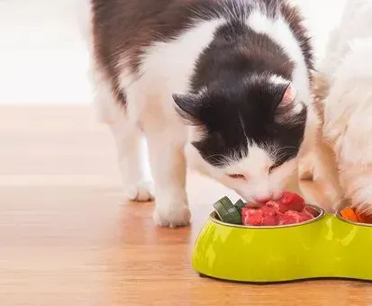 Hund und Katze mit Futterschalen, umgeben von frischen Zutaten