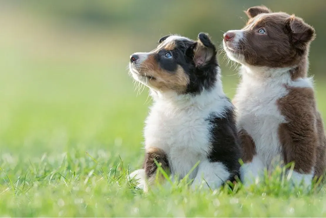 Hundefutter mit Omega-3-Symbol und weiteren Zutaten