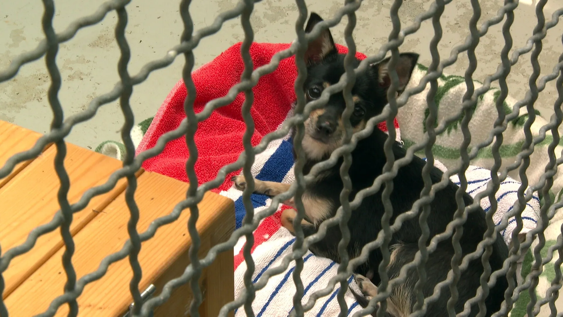 Hündin Ilvy liegt in ihrem Körbchen im Tierheim und wartet geduldig auf ein neues Zuhause, das ihr Zeit und Liebe schenkt.