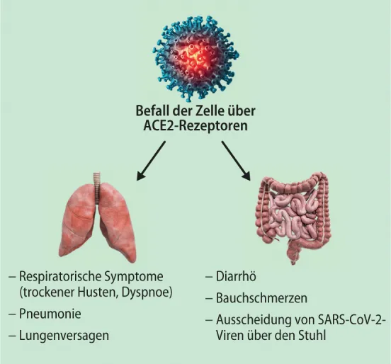 Illustration der viralen Replikation von SARS-CoV-2 in Enterozyten und die Ausscheidung des Virus über den Stuhl.