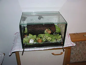 Inaktive Schnecken im Terrarium, ein Zeichen für mögliche Probleme