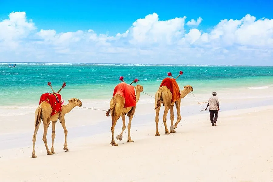 Kamelritt am Diani Beach, Kenia