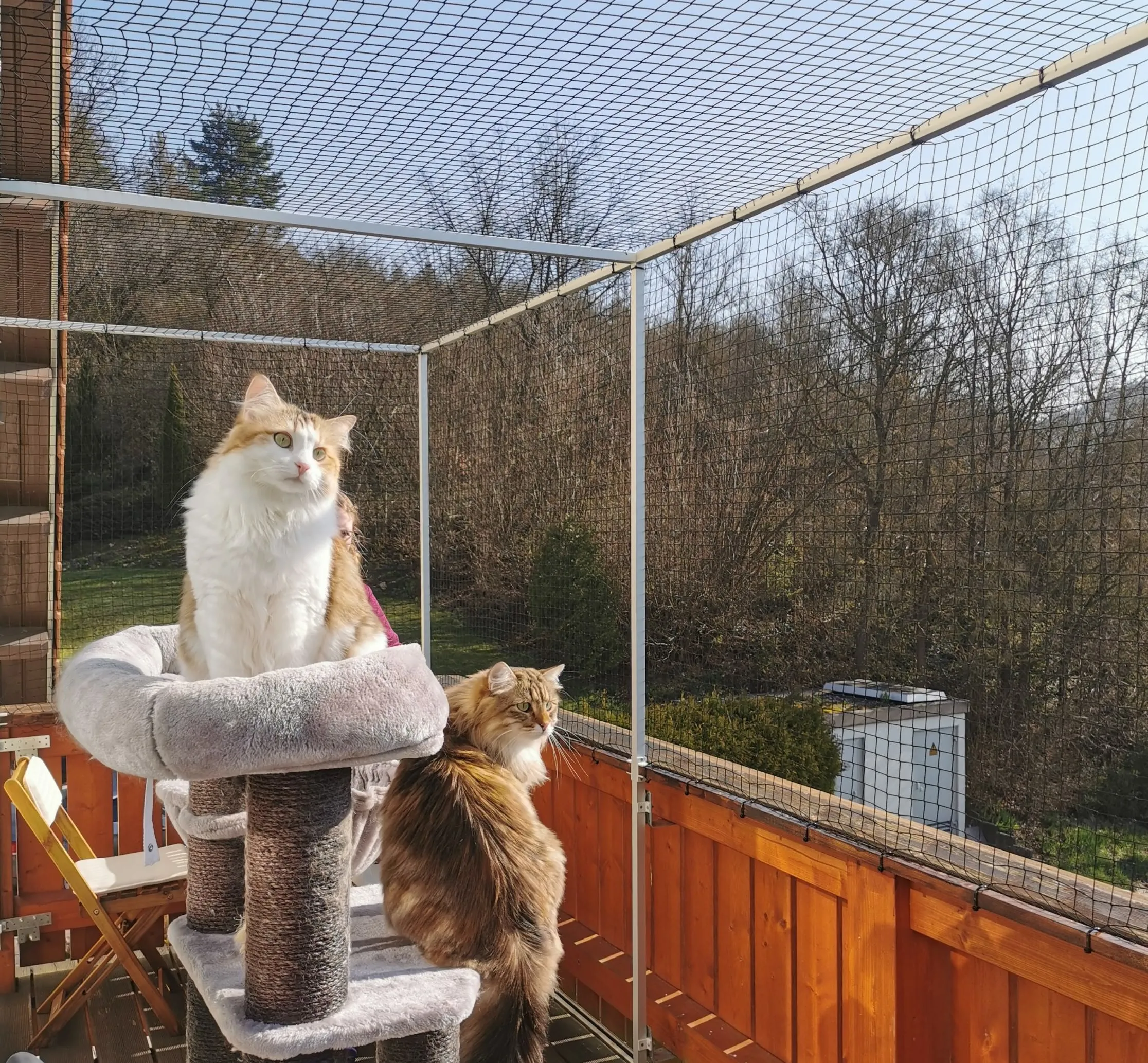 Katze auf einem gesicherten Balkon