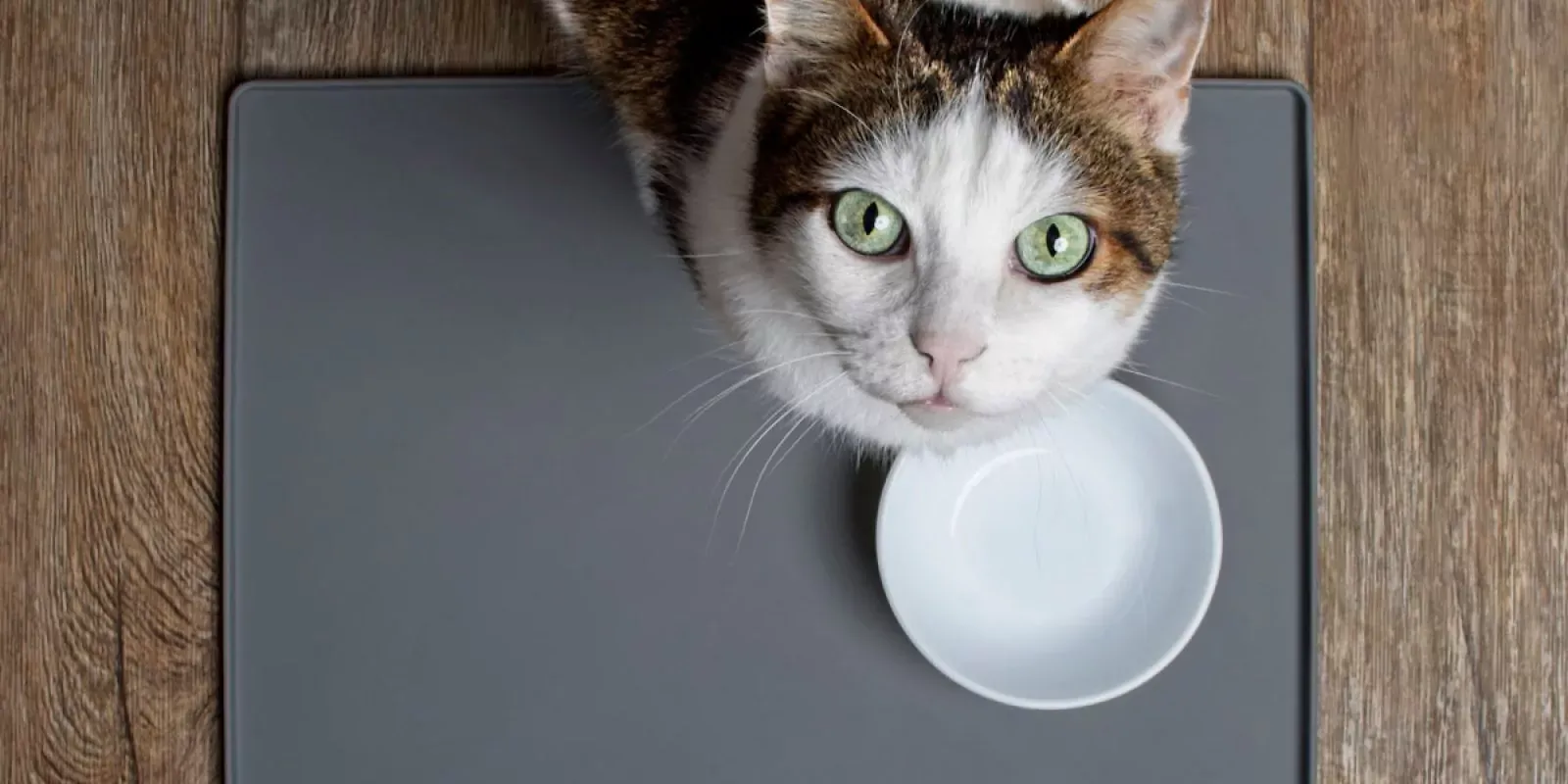 Katze blickt von leerem Napf