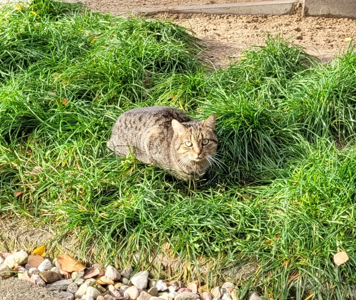 Katze Bruni versteckt sich spielerisch in einem Korb